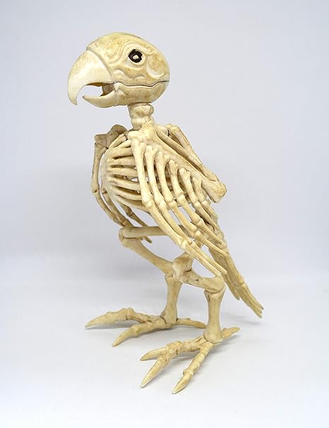 Amazon 透明標本制作所 恐怖 オウムの骨格標本風のホラー模型 本物 骸骨 鸚鵡 剥製 ハロウィン等に スケルトン スカル 置物 パーティーグッズ おもちゃ