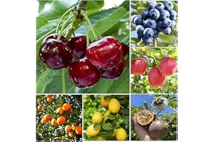 WIVOLIBE Mixed Fruit Seeds for Planting - 40PCS Lemon Orange Apple Passion Fruit 10PCS Blueberry 10 PCS Cherry - Non GMO Fresh Seeds