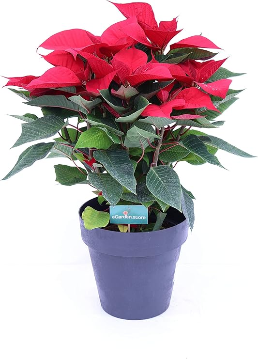 Stella Di Natale Innaffiatura.Pianta Di Stella Di Natale Poinsettia V16 Da Interno Pianta Vera Con Vaso In Omaggio Amazon It Giardino E Giardinaggio