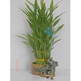 3 Layers Tower Lucky Bamboo with Ceramic Pot