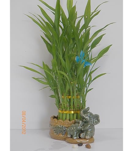 Amazon.com : Lucky Bamboo Plant - 10 Stalks : Grocery & Gourmet Food