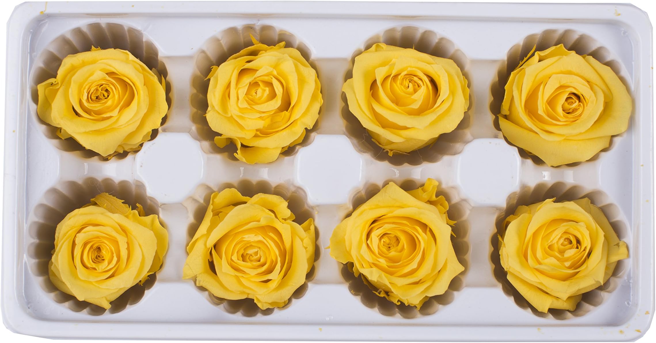 OgisFlorist | 100% Real All Natural Premium Preserved Roses | No Water Needed, Last Months | Perfect Alternative to Artificial & Dried Flowers DIY Crafts, Decoration, Décor | 8 Medium Head