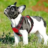 Eagloo Dog Harness Small Adjustable No Pull Reflective Red S view 9