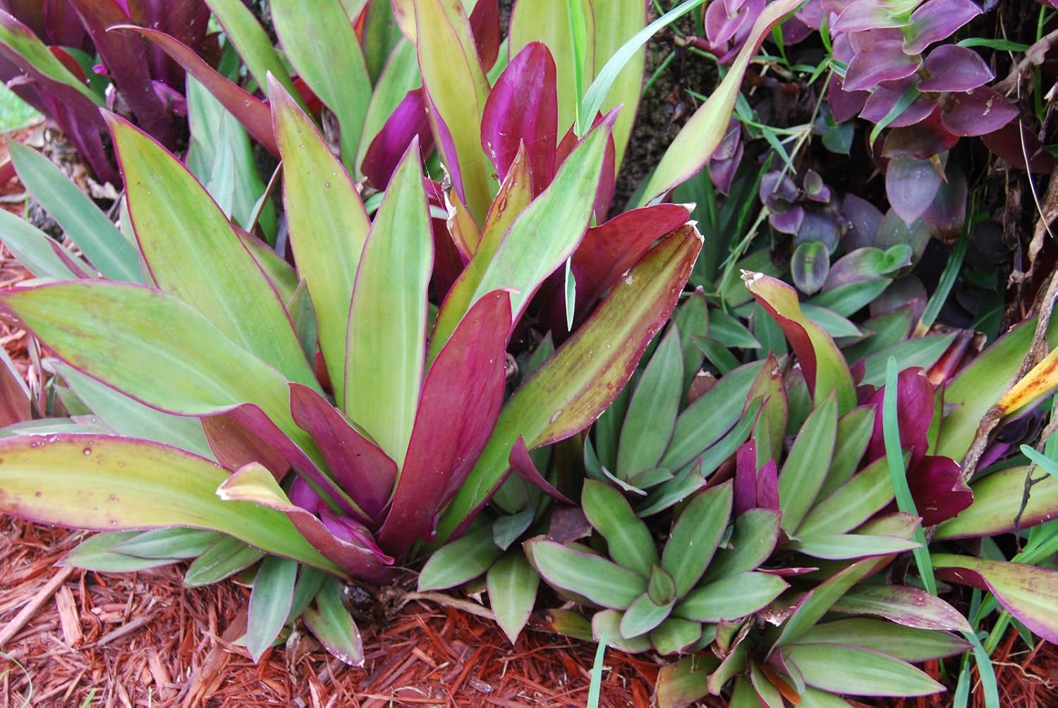 Moses In The Basket Plant loveyourlifes