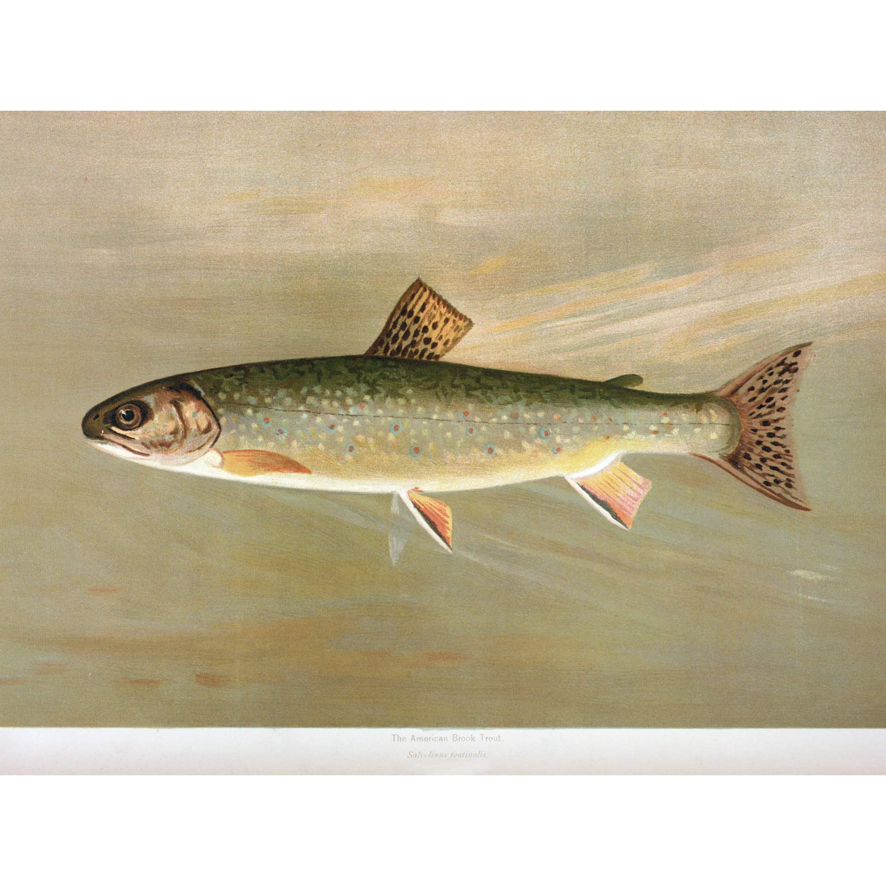 Artery8 Petrie North American Fishes Brook Trout Illustration Large Wall Art Poster Print Thick Paper 18X24 Inch