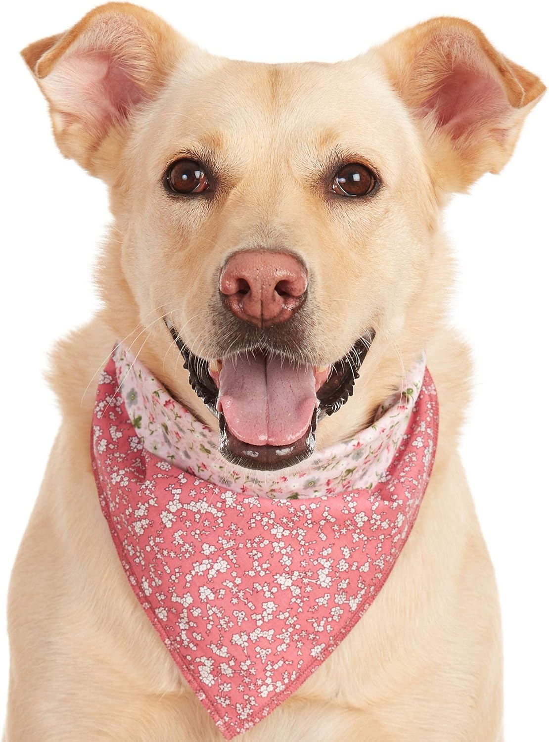 pink dog bandanas