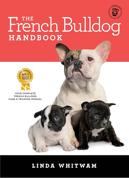 black poodle puppies for sale near me