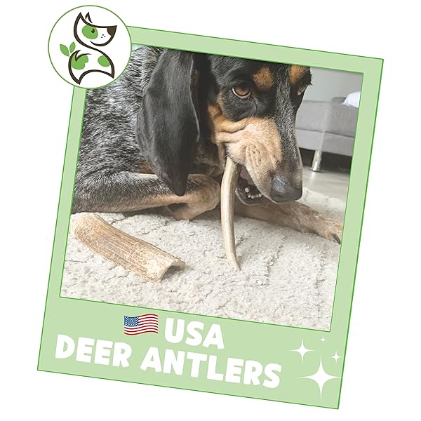 NATURE GNAWS USA DEER ANTLERS FOR DOGS 4-7″ (3 COUNT) – MIX OF SPLIT AND WHOLE PIECES – LONG LASTING FOR SMALL AND MEDIUM BREEDS – NATURAL DOG CHEW BONES