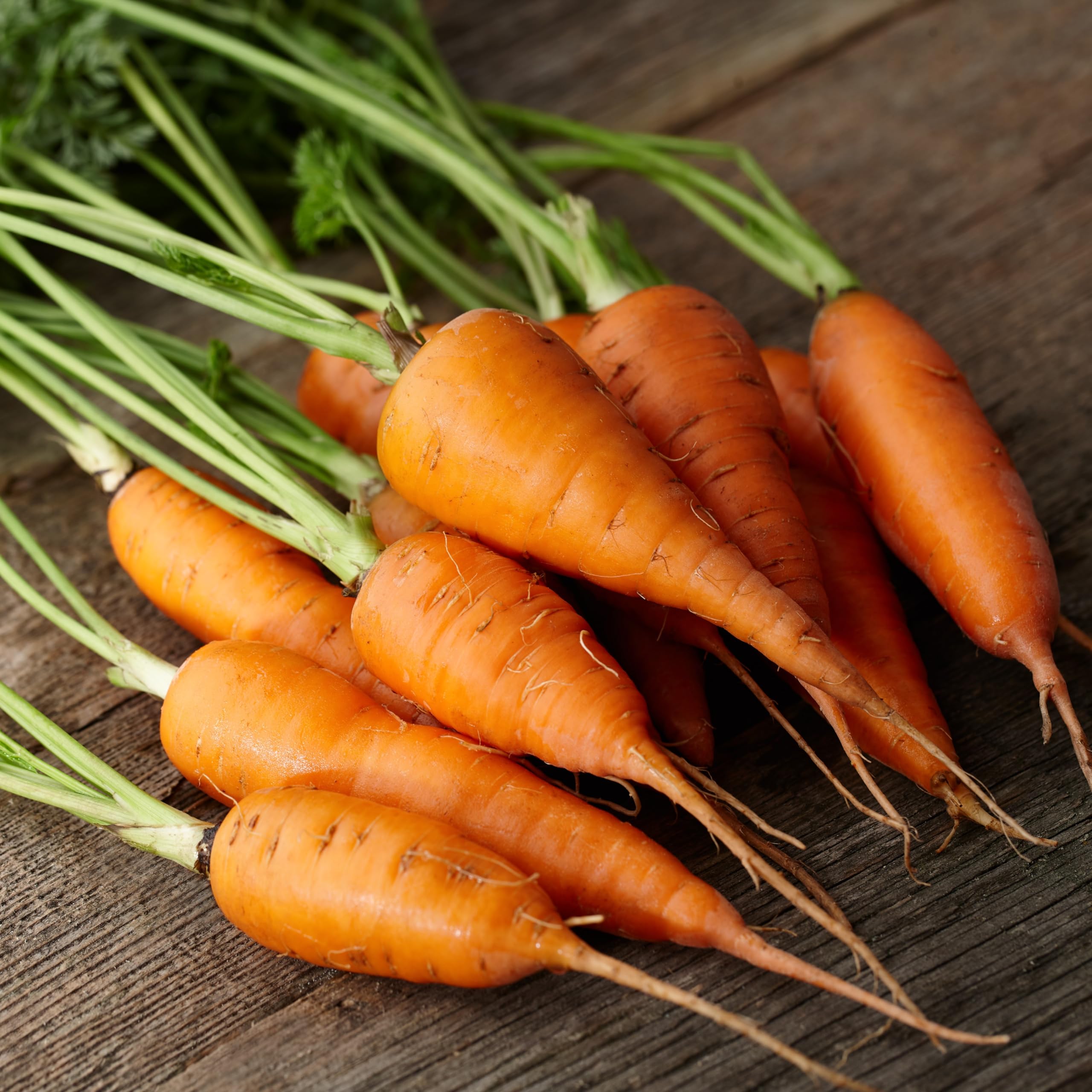 PREMIER SEEDS DIRECT - Little Finger Carrot Seeds, Approx 3000 Seeds