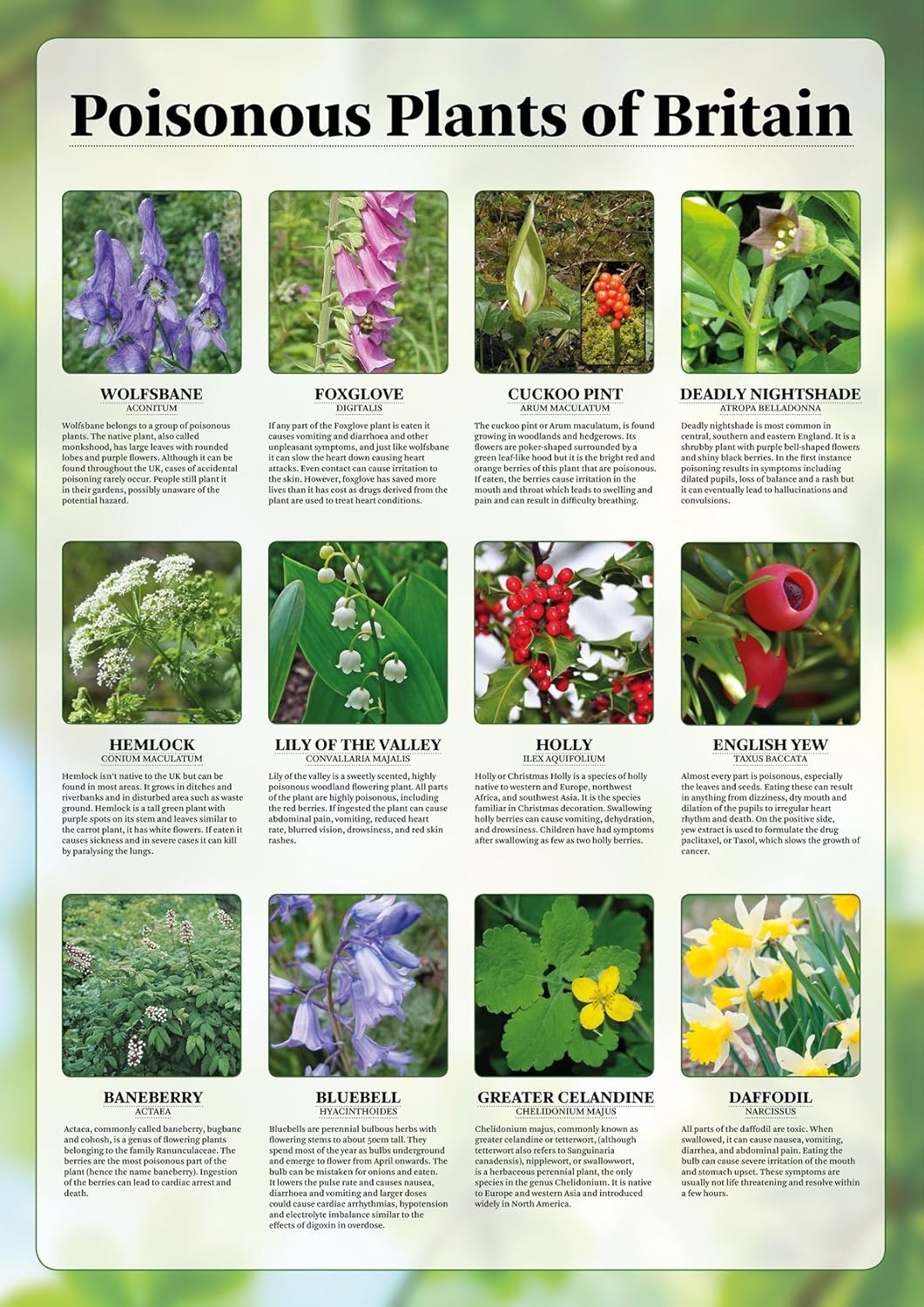 Poisonous Plants Of Britain Poster Paper Laminated A2 Size 42 X 59 4 Cm Amazon Co Uk Stationery Office Supplies