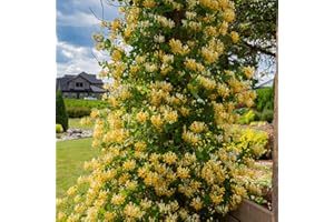 YOKEBOM White Yellow Honeysuckle Fragrant Climbing Honeysuckle Plant Live Vine, Lonicera Perennial Honeysuckle Plants, 5-9 Inches, No Pot