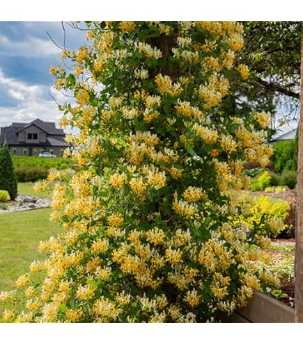 Major Wheeler Honeysuckle Vine #2 Container - Fragrant Yellow Blooms Deer Resistant Climber