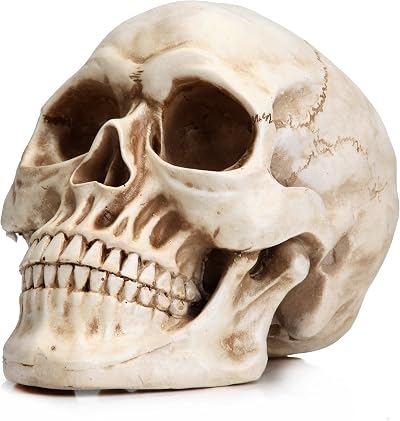 READAEER Life Size Skeleton Replica Realistic Human Skull Head Bone Model