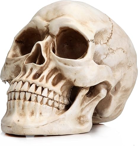Amazon Com Readaeer Life Size Human Skull Model 1 1 Replica Realistic Human Adult Skull Head Bone Model Home Kitchen