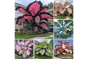 Rare Hosta Seeds, Hosta Seeds Canada for Planting Outdoors, Fast Growing Likes Humid Environment Unique and Beautiful Leaves,