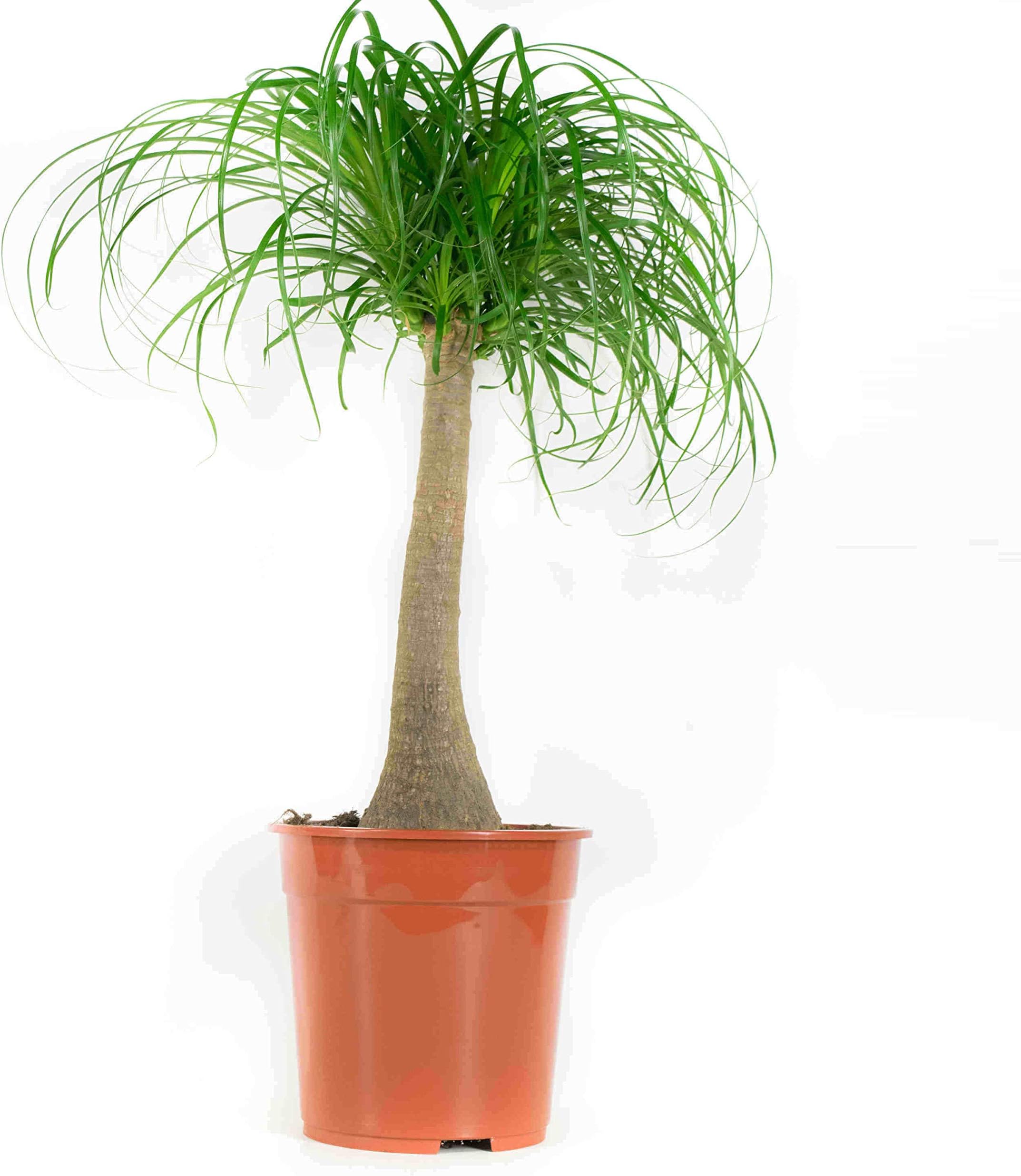 Choice of Green - 1 Beaucarnea Recurvata - Ponytail Palm - Live Indoor Plant in Growers Pot Diameter 24 cm - Height 80 cm - Quality from Holland - Fresh from The Grower