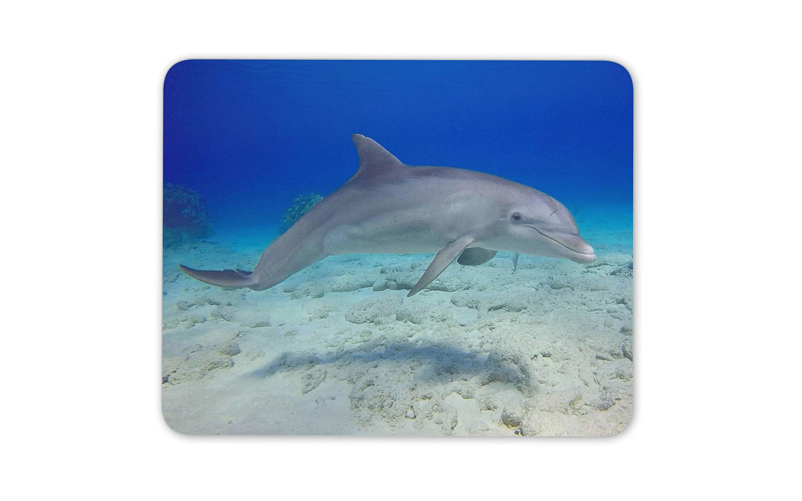 Underwater Dolphin Mouse Pad Mat Diving Dive Computer PC #8101