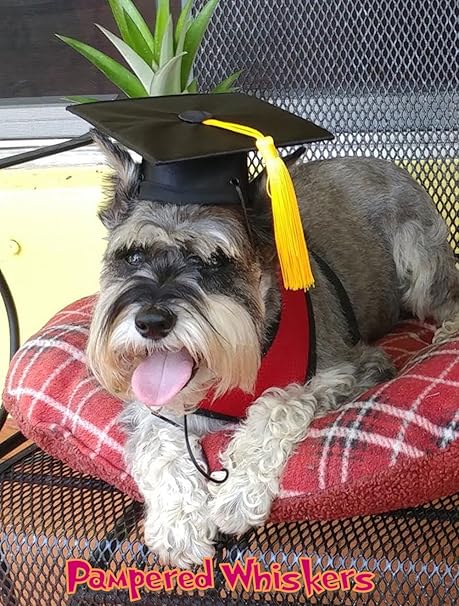 graduation cap dog