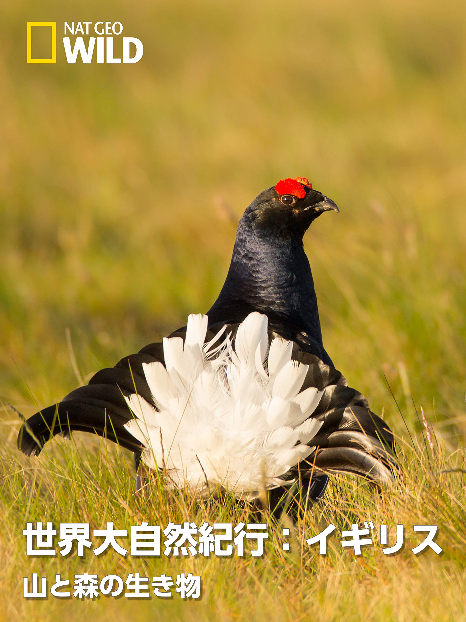 Amazon Co Jp 世界大自然紀行 イギリス 山と森の生き物を観る Prime Video