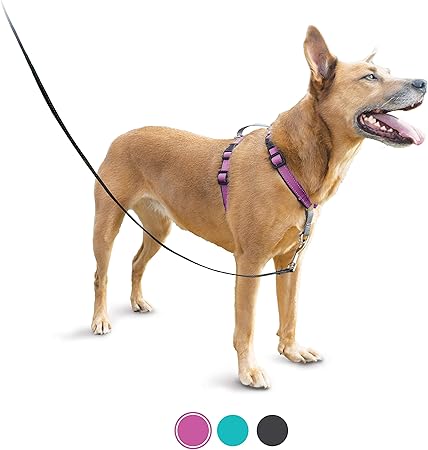 amazon best dog harness