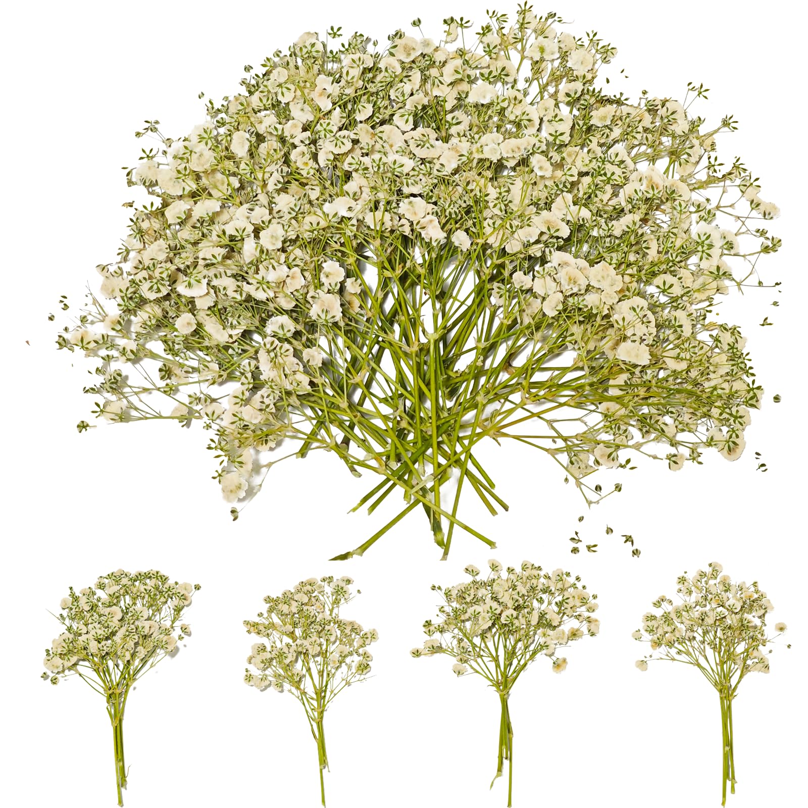 Photo 1 of ***SOME BROKEN PIECES FLOATING IN BAG*** 50Pcs Dried Pressed Baby's Breath Flowers - Mini Gypsophila Flat Pressed Flowers for Resin Art, Wedding Invitations, Jewelry Molds, Candles, Bookmarks, Frames, Soap & DIY Craft Supplies (White)