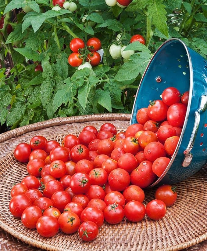Husky Tomato F1 Hybrid Seeds (Cherry Red) (50 Seeds) Garden & Outdoor