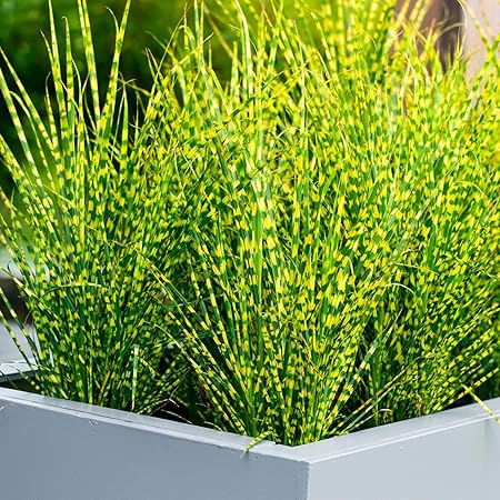 Anitra Perkins 100 Stuck Buntes Tigergras Samen Schnell Wachsen Ziergras Exotische Pflanzen Zebragras Garten Pflanzen Saatgut Winterhart Mehrjahrig 100 Amazon De Garten