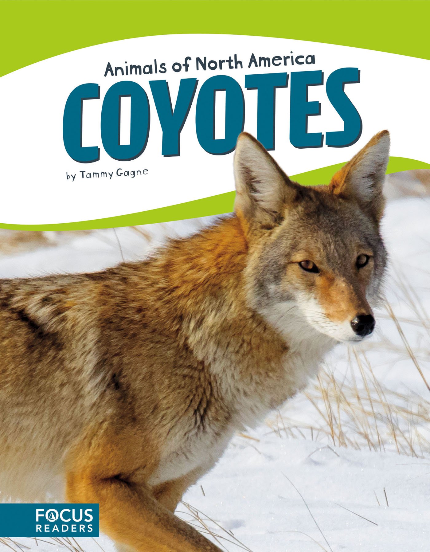 coyotes animals facts on Coyotes Animals Of North America Animals Of North America Paperback Gagne Tammy 9781635170900 Amazon Com Books
