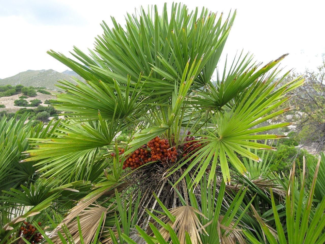 European Fan Palm, Chamaerops humilis, Tree Seeds (Fast, Showy, Hardy Evergreen) 5 seeds