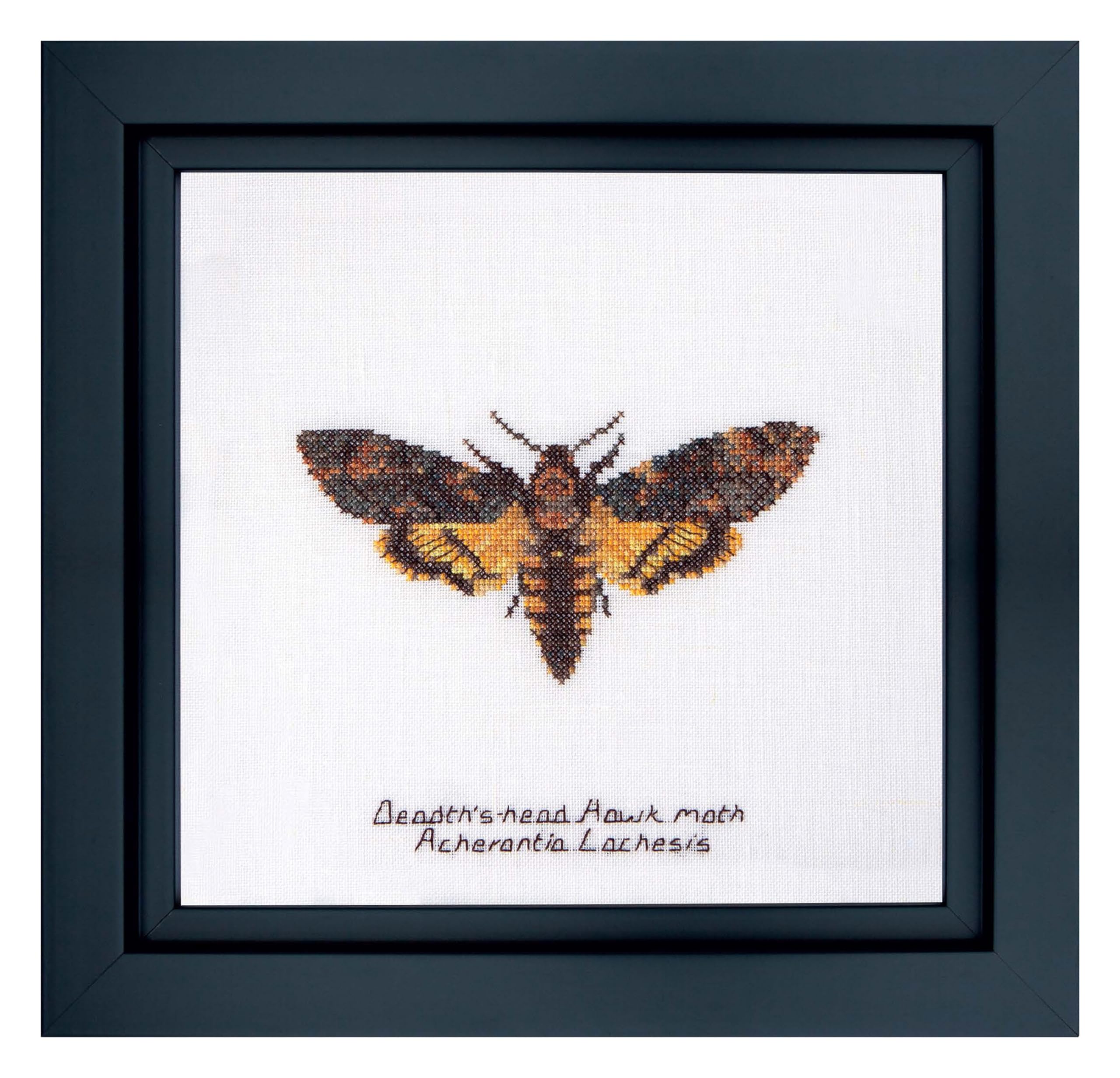 Thea Gouverneur - Counted Cross Stitch Kit - Death's-Head Hawk Moth - Aida - 16 Count - Embroidery Kit for Adults - DMC Embroidery Threads and Other Cross Stitch Supplies Included - 563A