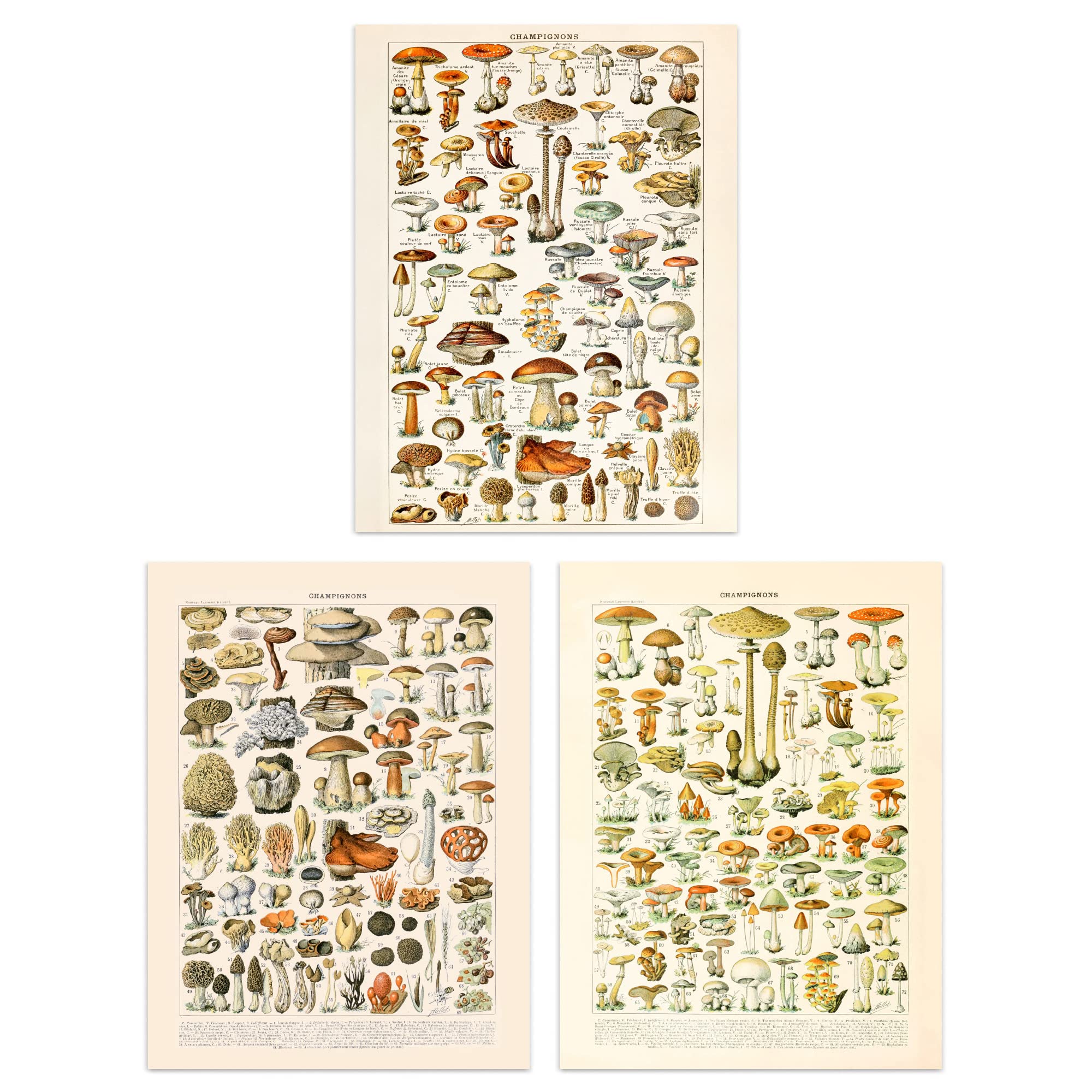 Artery8 Iconic Illustrations Of Mushrooms Vintage Millot Set Of 3 Unframed Wall Art Prints Kitchen Aesthetic Fungus Champignon A4