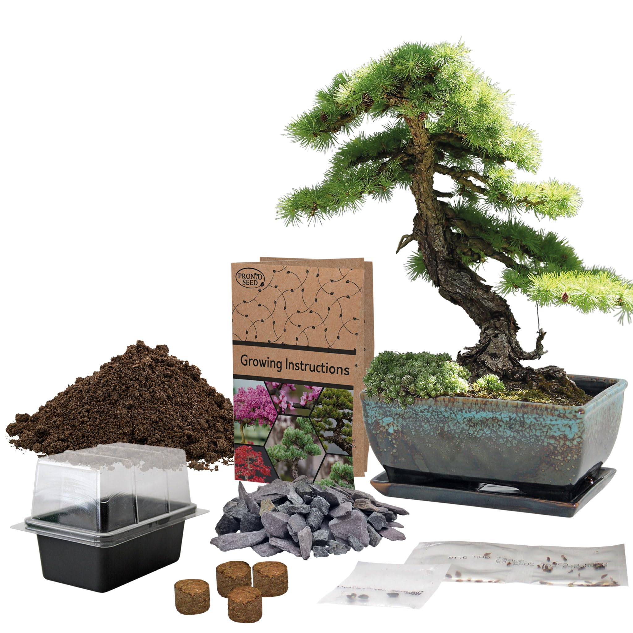 Pronto Seed Grow Your Own Bonsai Tree Kit with Glazed Ceramic Planter - Complete Indoor Growing Set with Pine, Sweet Gum & Red Bud Bonsai Seeds - Gardening Gift for Men