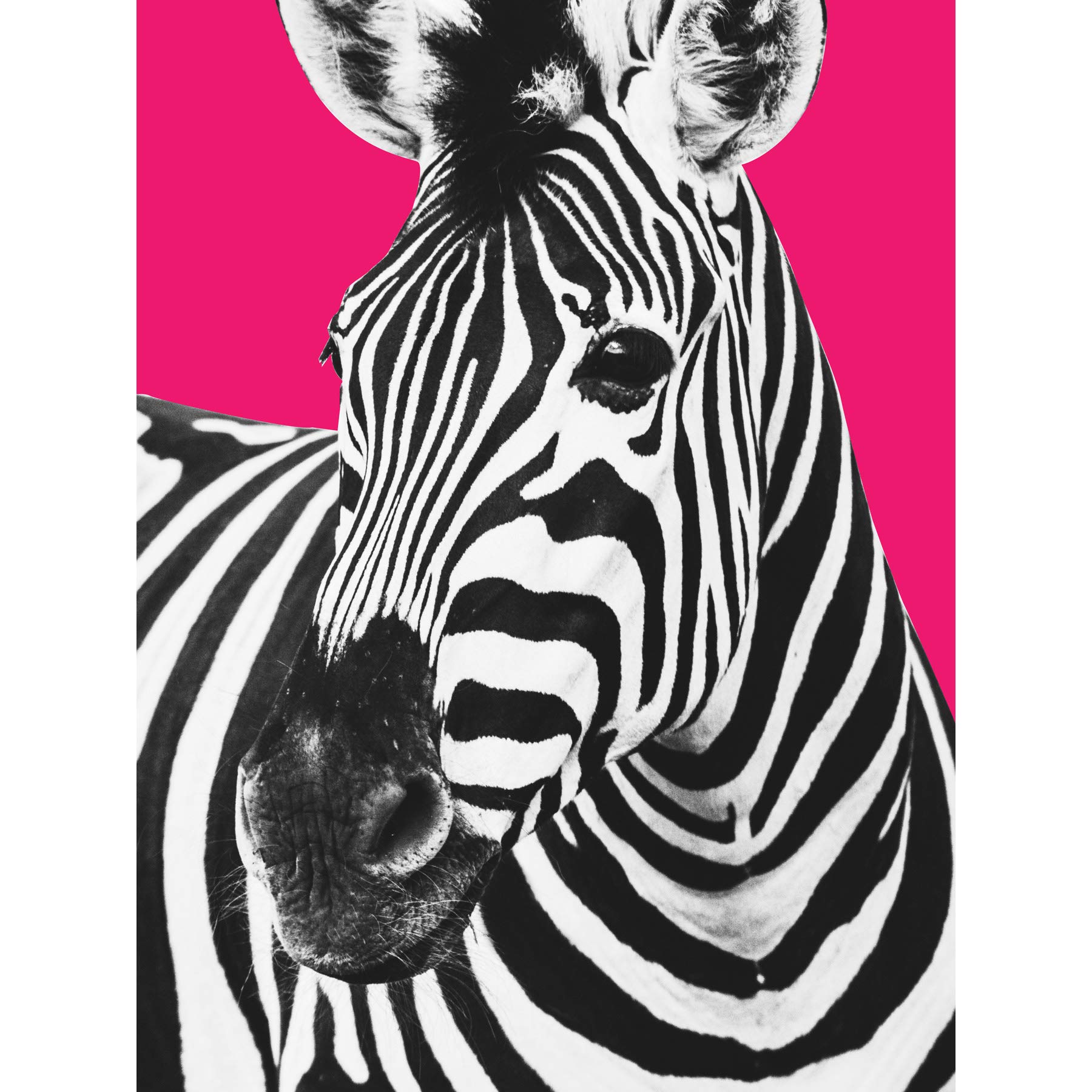 Wee Blue Coo Close up Beasties Zebra Large Wall Art Print Canvas Premium Poster