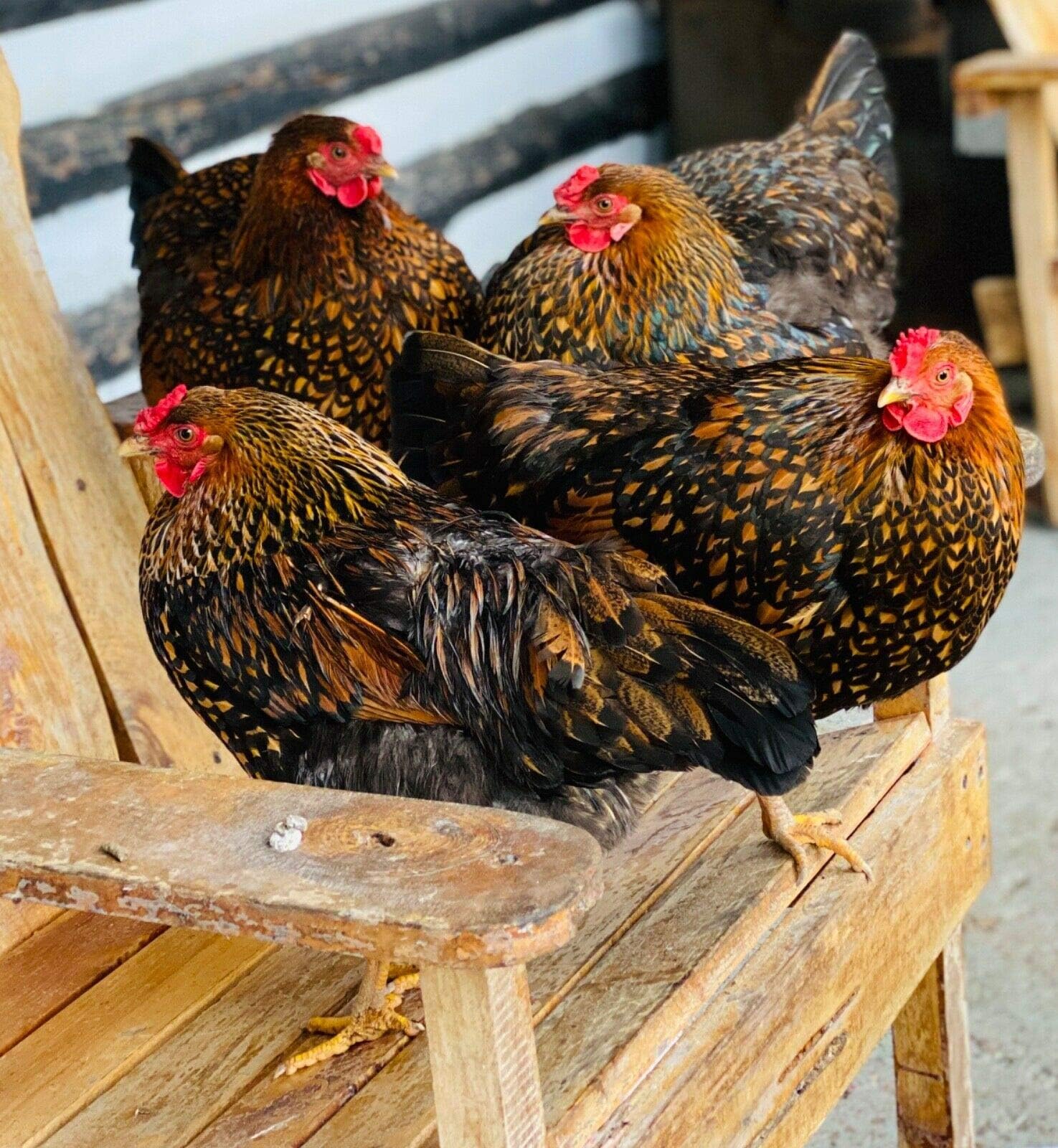 Wyandotte 10 Fertilized/Fertile Gold Laced Eggs