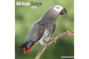 African Greys Calendar 2025 | Square Bird Wall Calendar - 16 Month