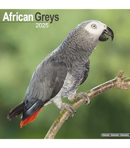 Cockatiels Calendar - 2019 Wall Calendars - Bird Calendars - Monthly