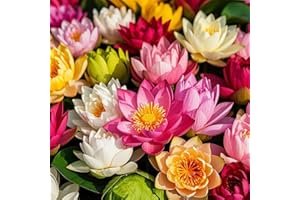 EQUSYM 200pcs Lotus Seeds for Planting - 10 Unique Varieties, Mixed Colors, Includes Detailed Planting Guide, Perfect for Ponds, Water Gardens & Gifts, High Germination, Easy to Grow