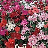 Impatiens Flower Garden Seeds - F1 Accent Series