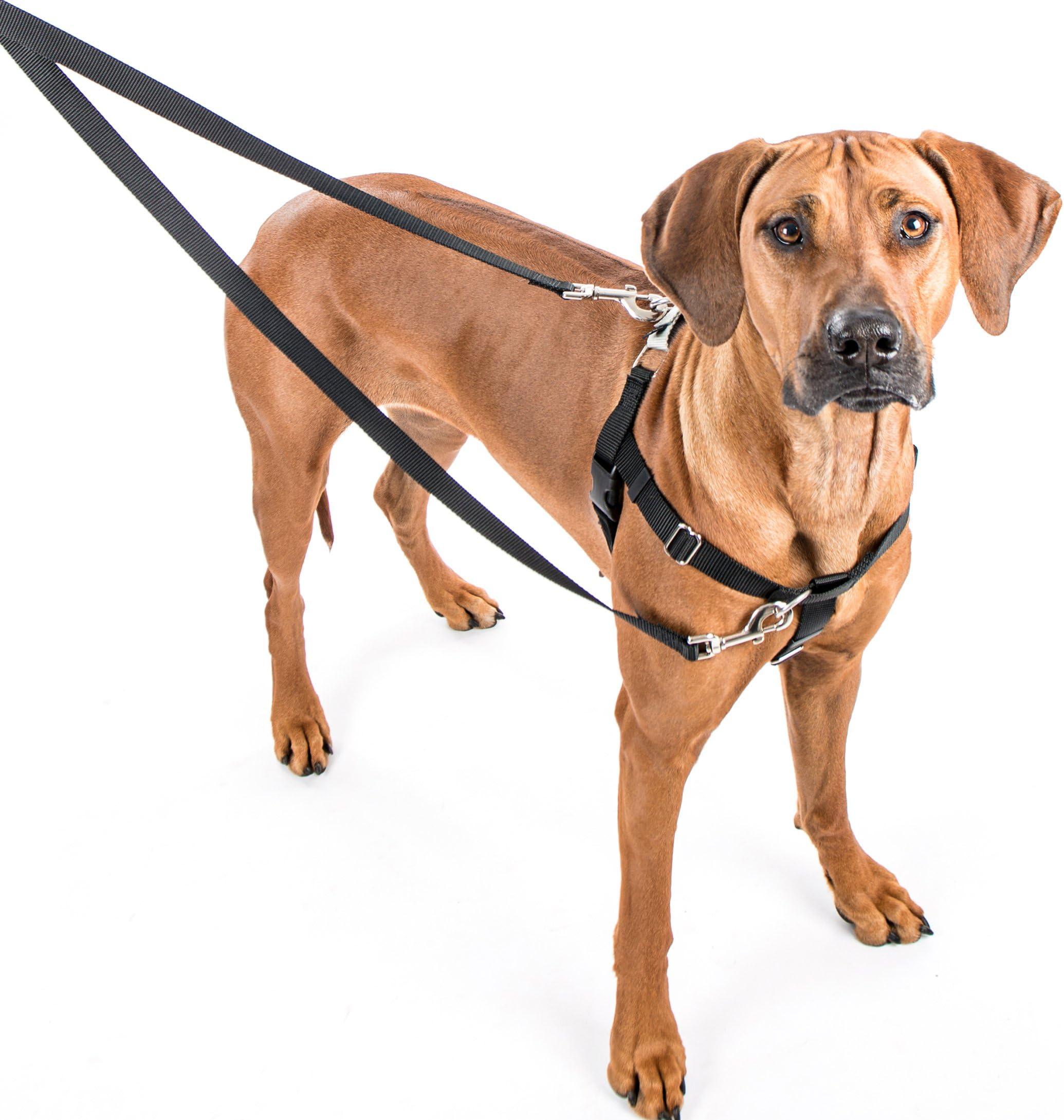 Freedom No-Pull Dog Harness Training Package, Medium (1" Wide), Hot Pink