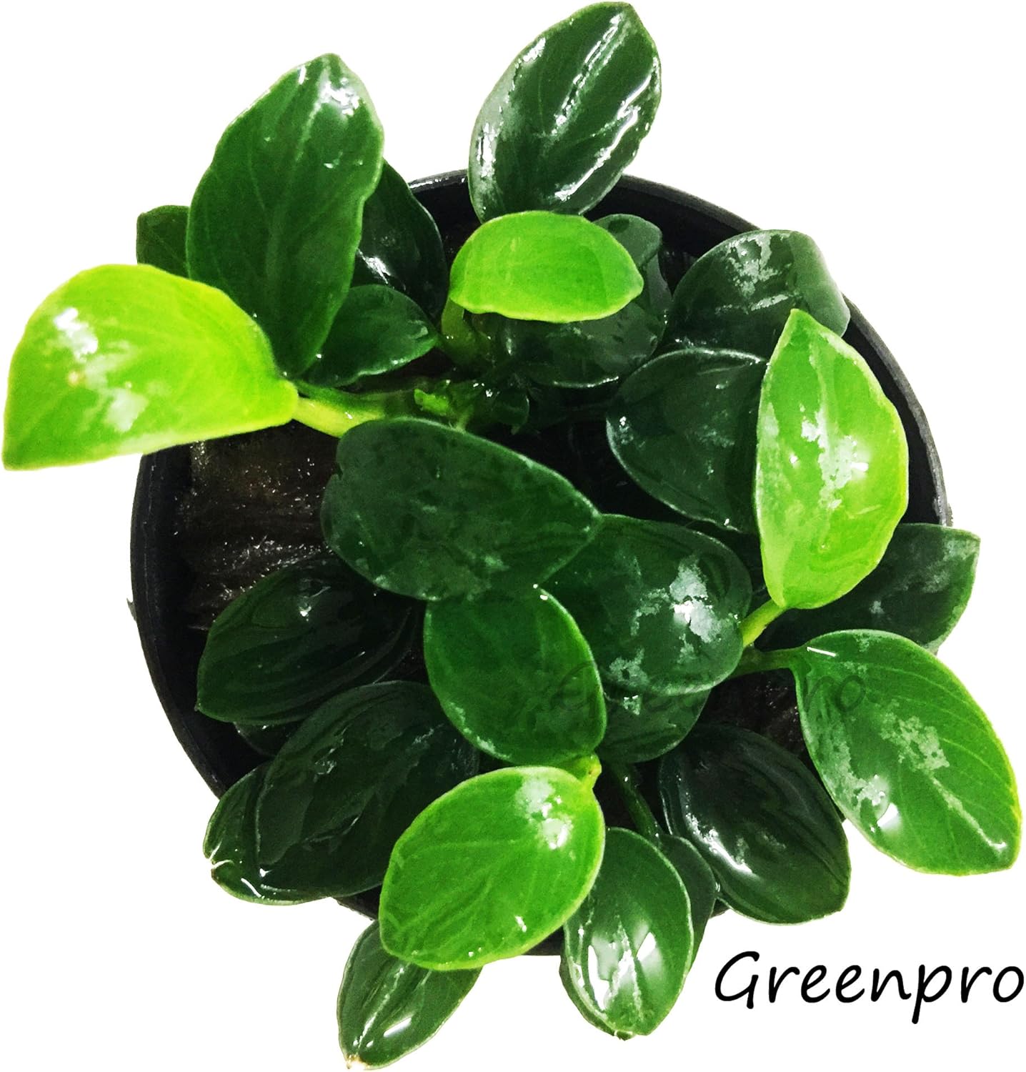 Best low light aquarium plants carpet