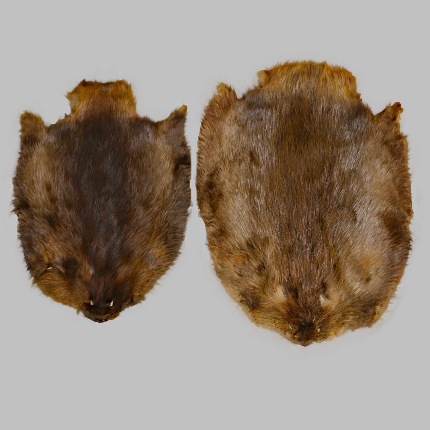 Glacier Wear North American Beaver Pelt 