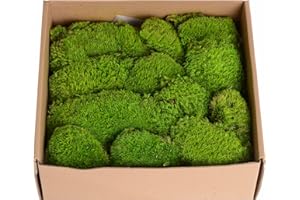 AMOUETERNO 1.5 Sq. Ft. Preserved Moss Pole Decorative Moss for Crafts, Art, Wall Decor,Yellow Green Moss