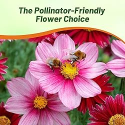 Outsidepride Robinson's Mix Chrysanthemum Seeds