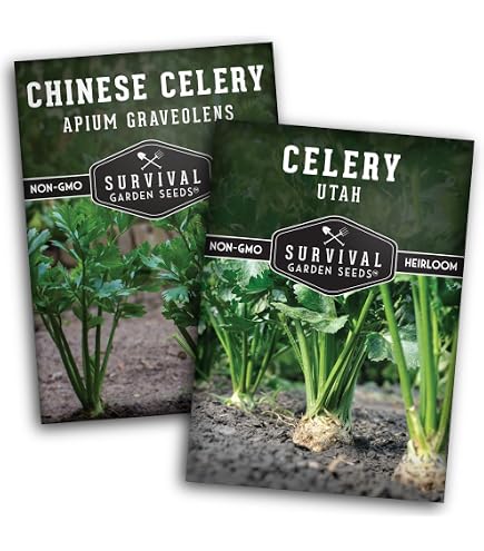 Tall Utah 52-70R Improved Celery Seeds – 1500+ Count – TomorrowSeeds For 2025 Planting