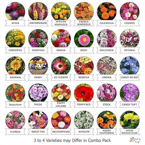 Kraft Seeds Flower Seeds, Heirloom Seed and Beautiful Bloom (Pack of 30)