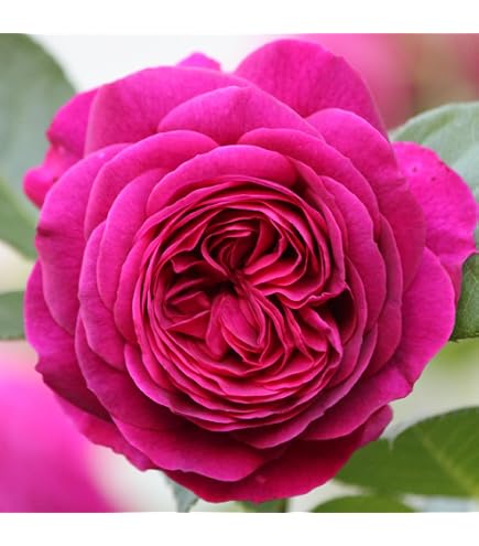 Amazon.com : Heirloom Roses Nearly Thornless Rose Plant