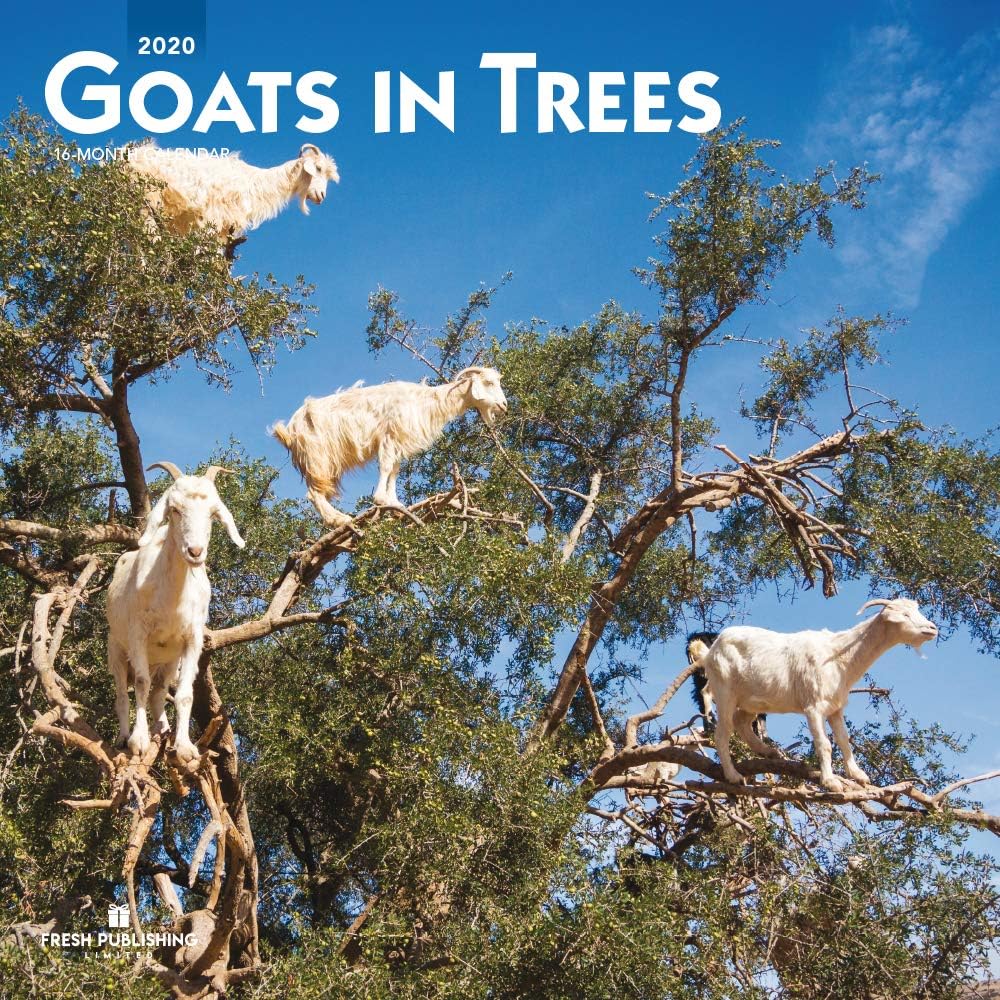 Goats in Trees, 2020 Large Wall Calendar, by Fresh Publishing, Size 12in x 24in (Open), Good Quality, Thick & Sturdy Eco Friendly (FSC) Paper.
