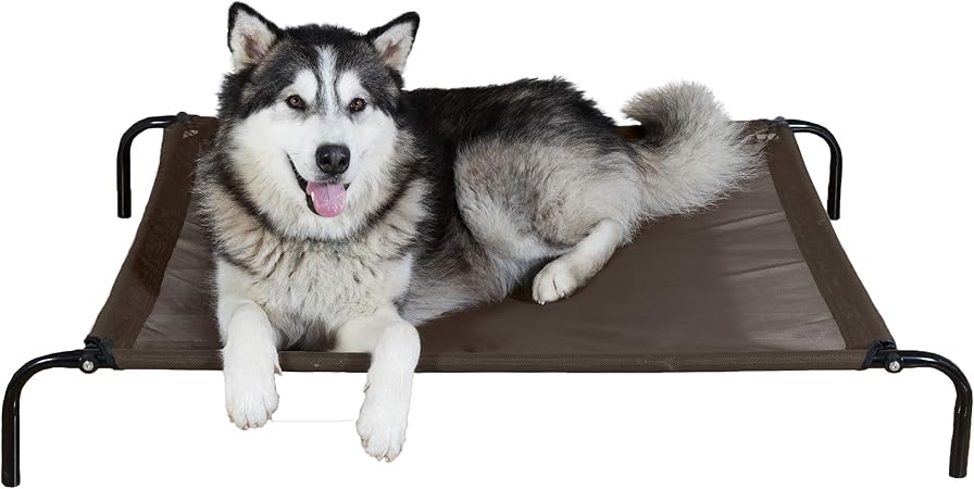 how to get my dog service dog certified