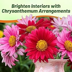 Outsidepride Robinson's Mix Chrysanthemum Seeds