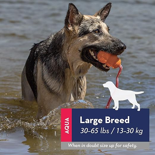 kong aqua dog toy large